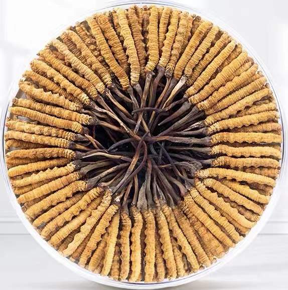 博尔塔拉冬虫夏草回收